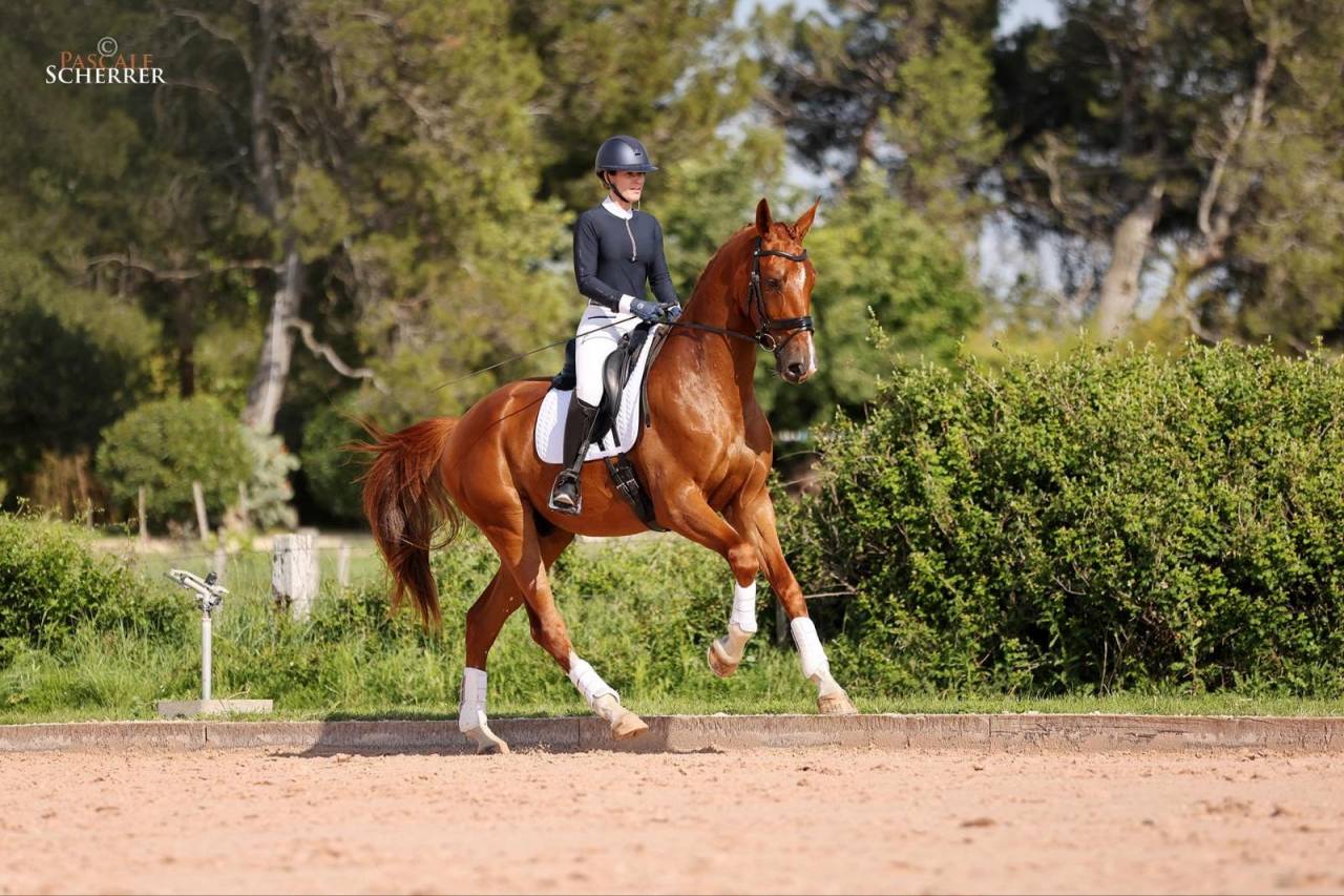 Gelding Hanoverian For sale 2021 Chesnut