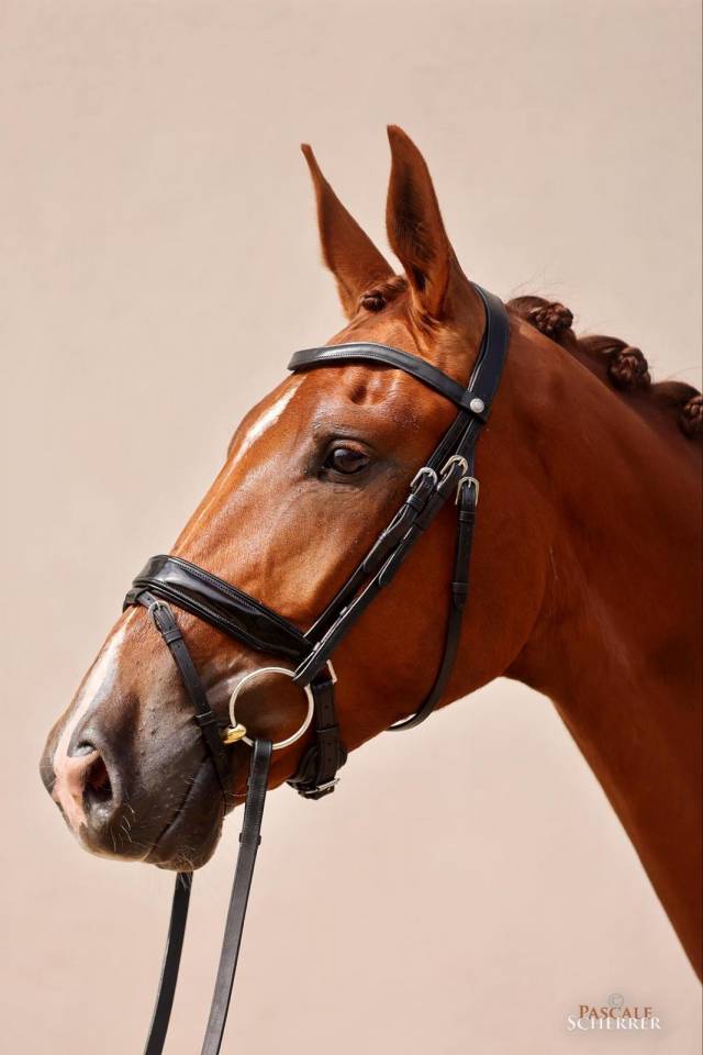 Gelding Hanoverian For sale 2021 Chesnut