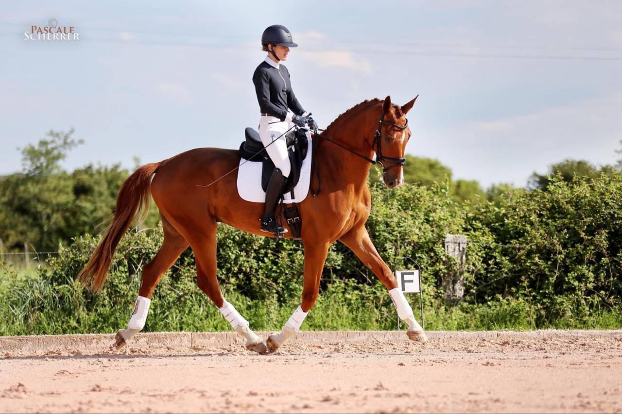 Gelding Hanoverian For sale 2021 Chesnut