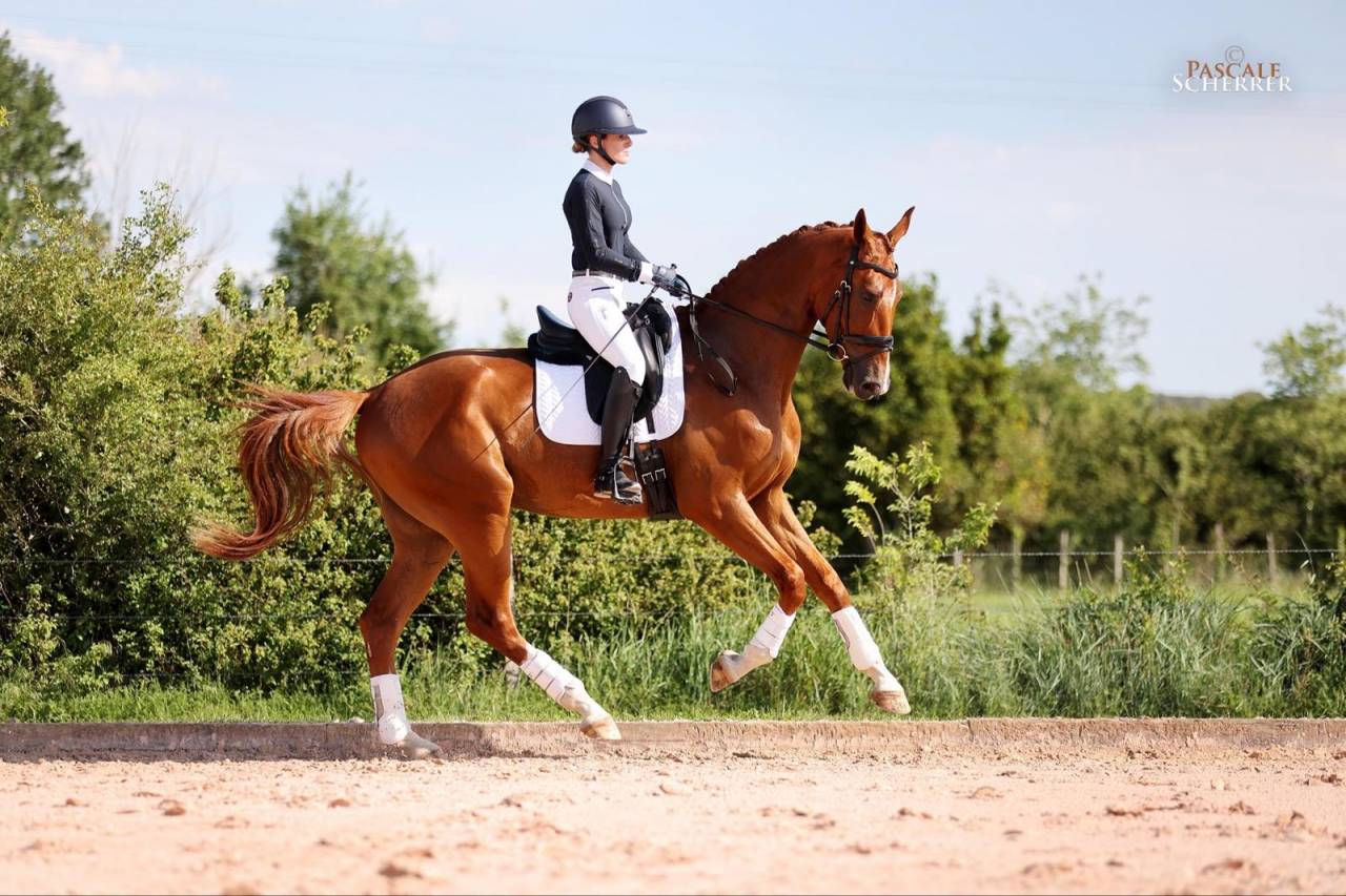 Gelding Hanoverian For sale 2021 Chesnut