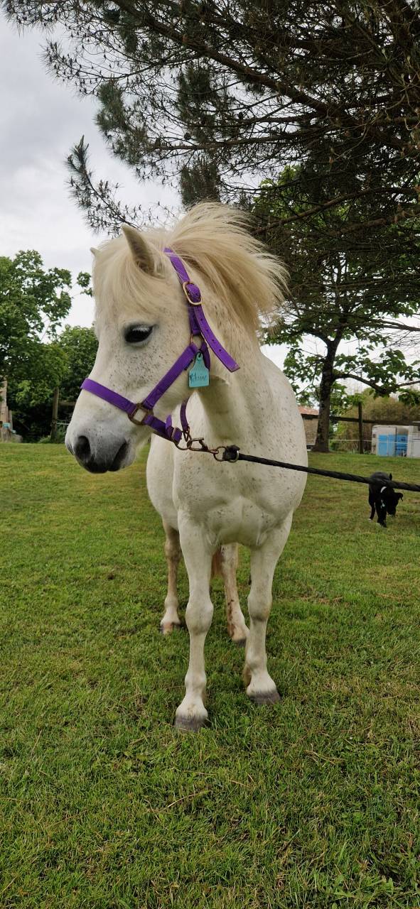 Broodmare No Origin Recorded For sale 2013 Grey
