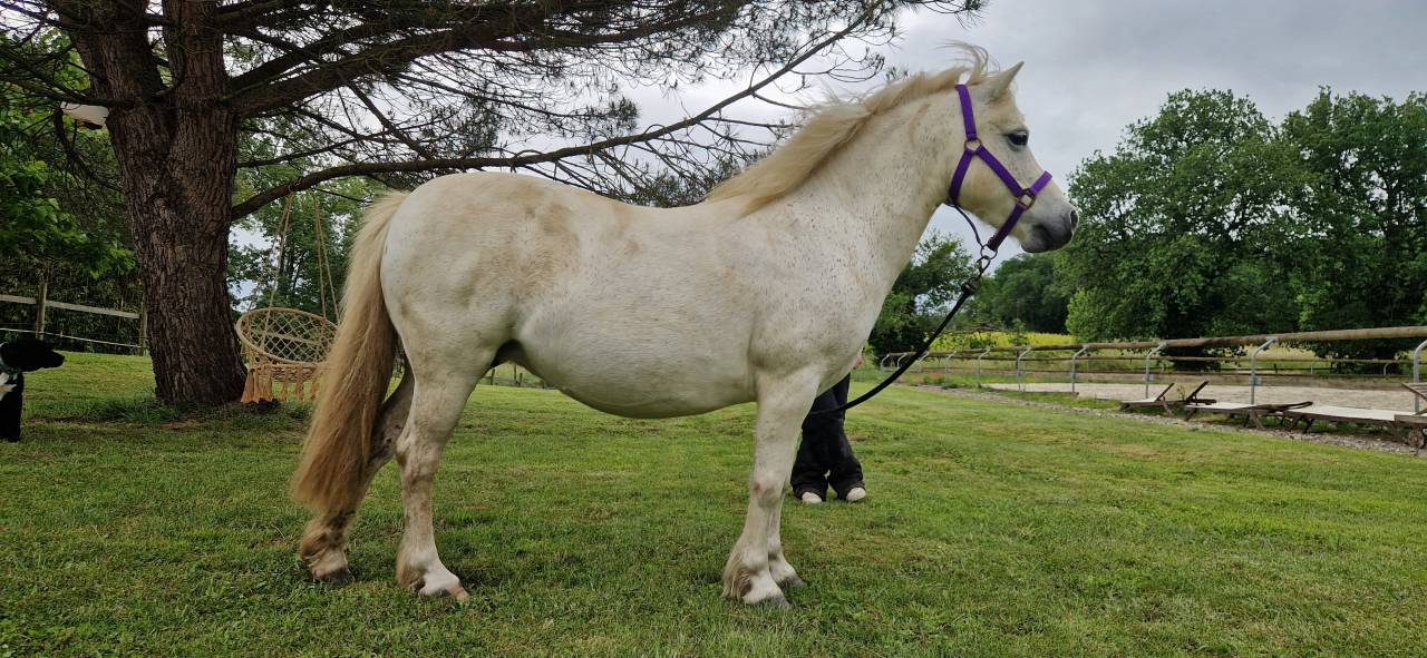 Broodmare No Origin Recorded For sale 2013 Grey