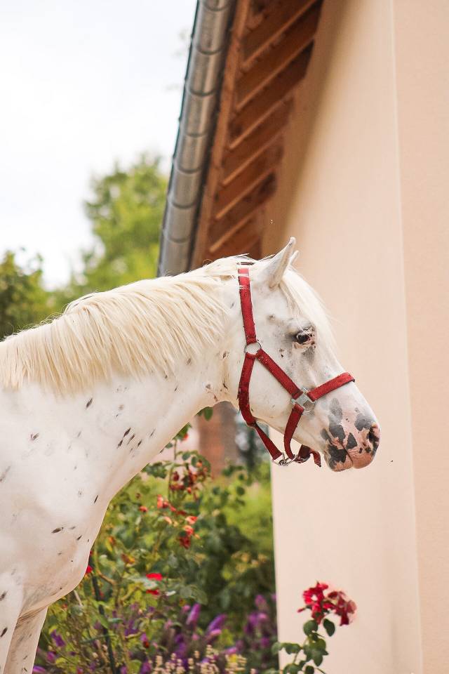 Gelding Connemara For sale 2022 Appaloosa