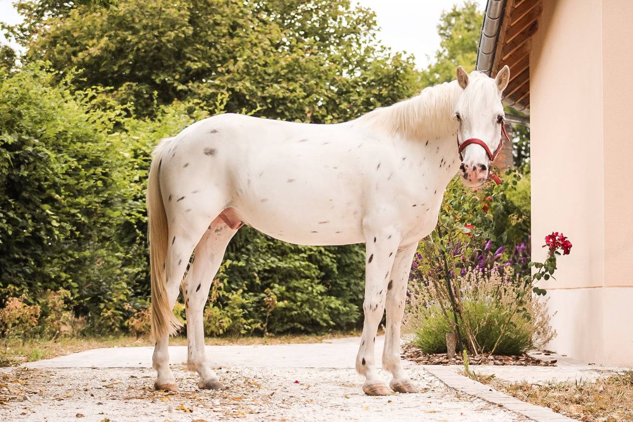 Gelding Connemara For sale 2022 Appaloosa
