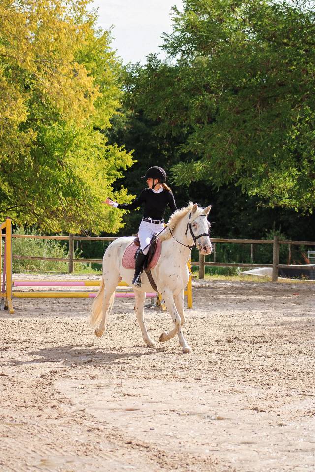 Gelding Connemara For sale 2022 Appaloosa