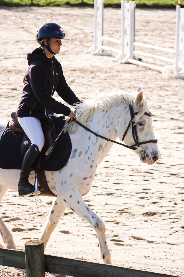 Gelding Connemara For sale 2022 Appaloosa