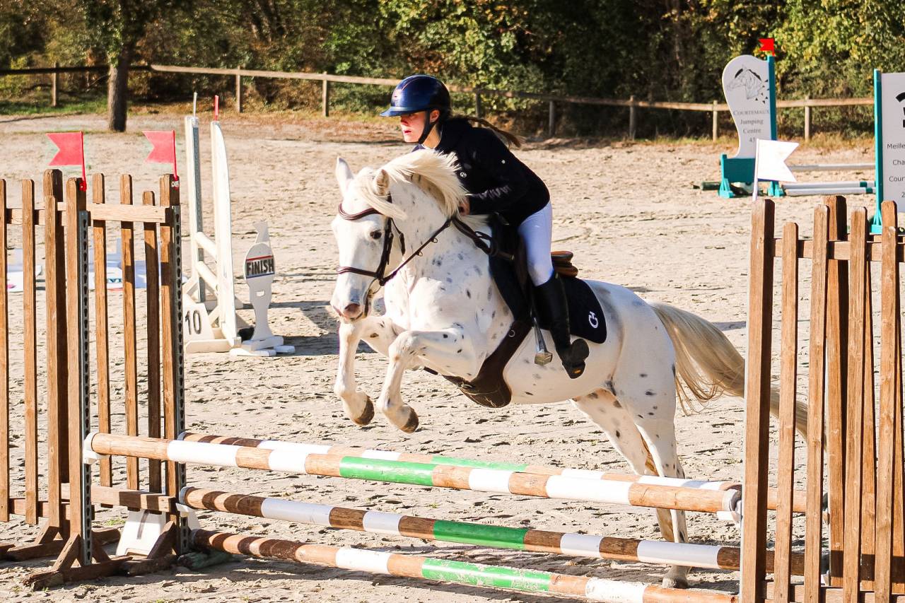 Gelding Connemara For sale 2022 Appaloosa