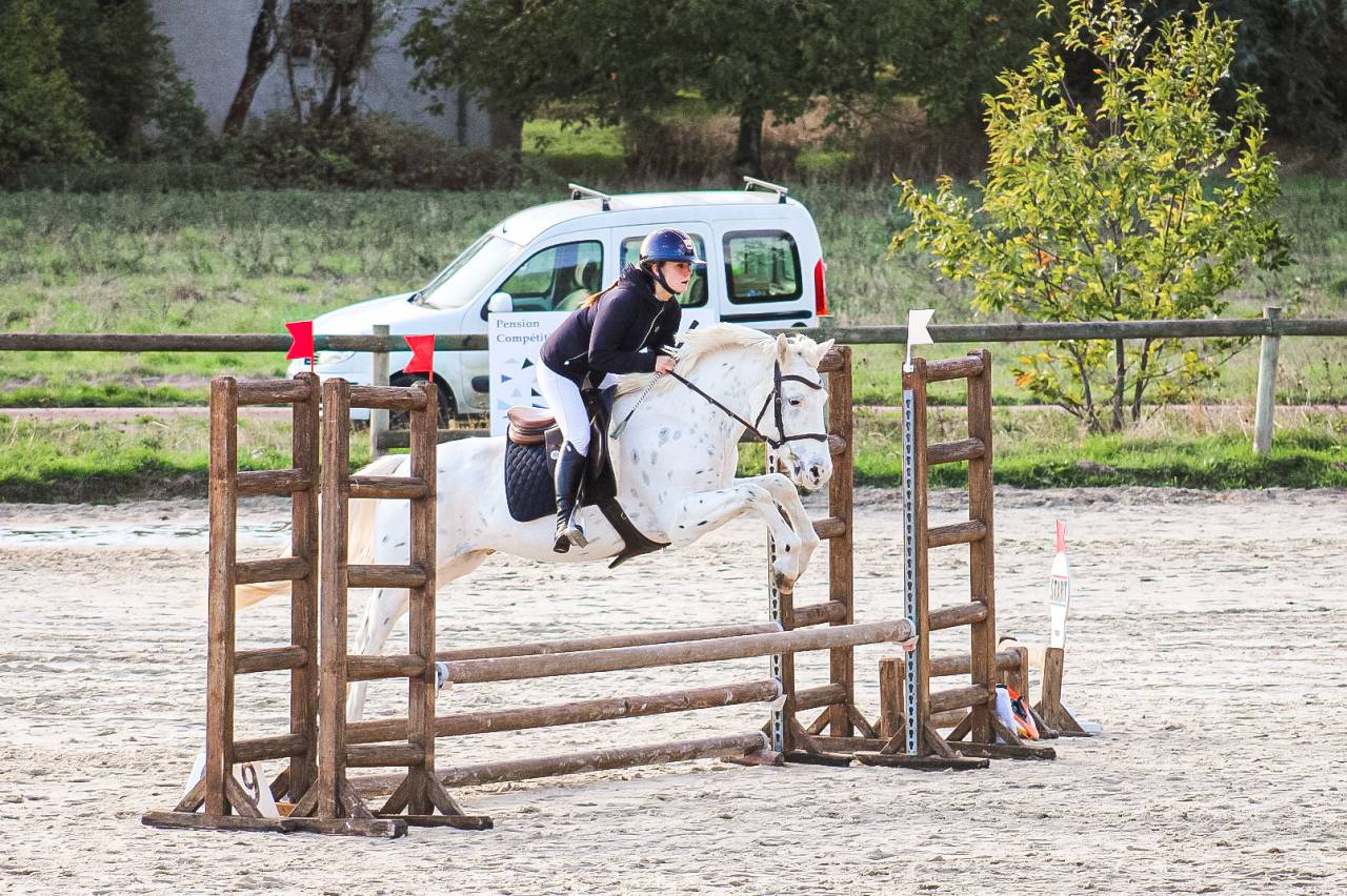 Gelding Connemara For sale 2022 Appaloosa