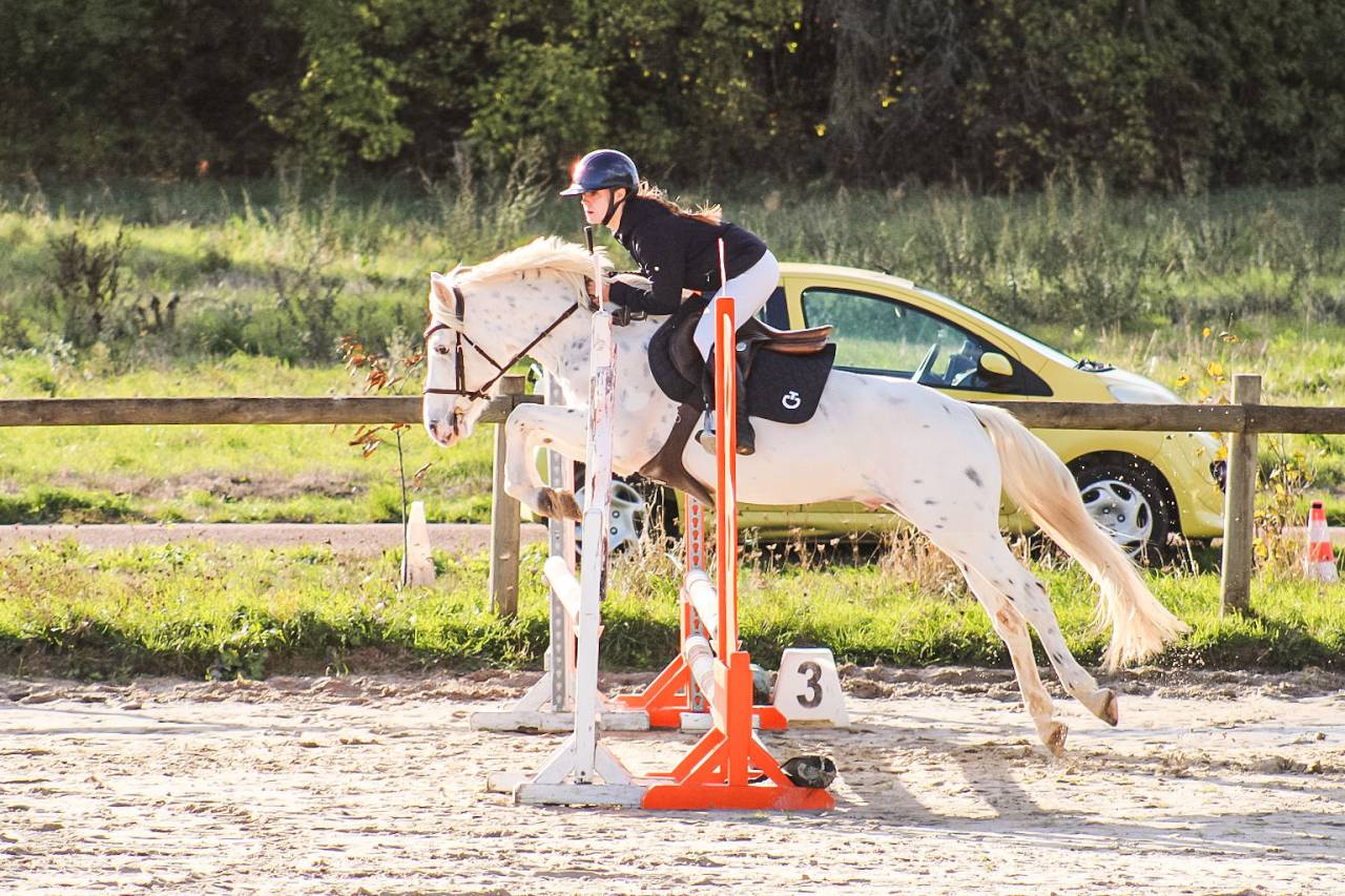 Gelding Connemara For sale 2022 Appaloosa