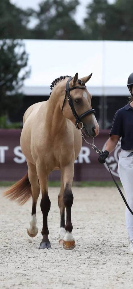 Entire French Saddle Pony For sale 2024 Buckskin