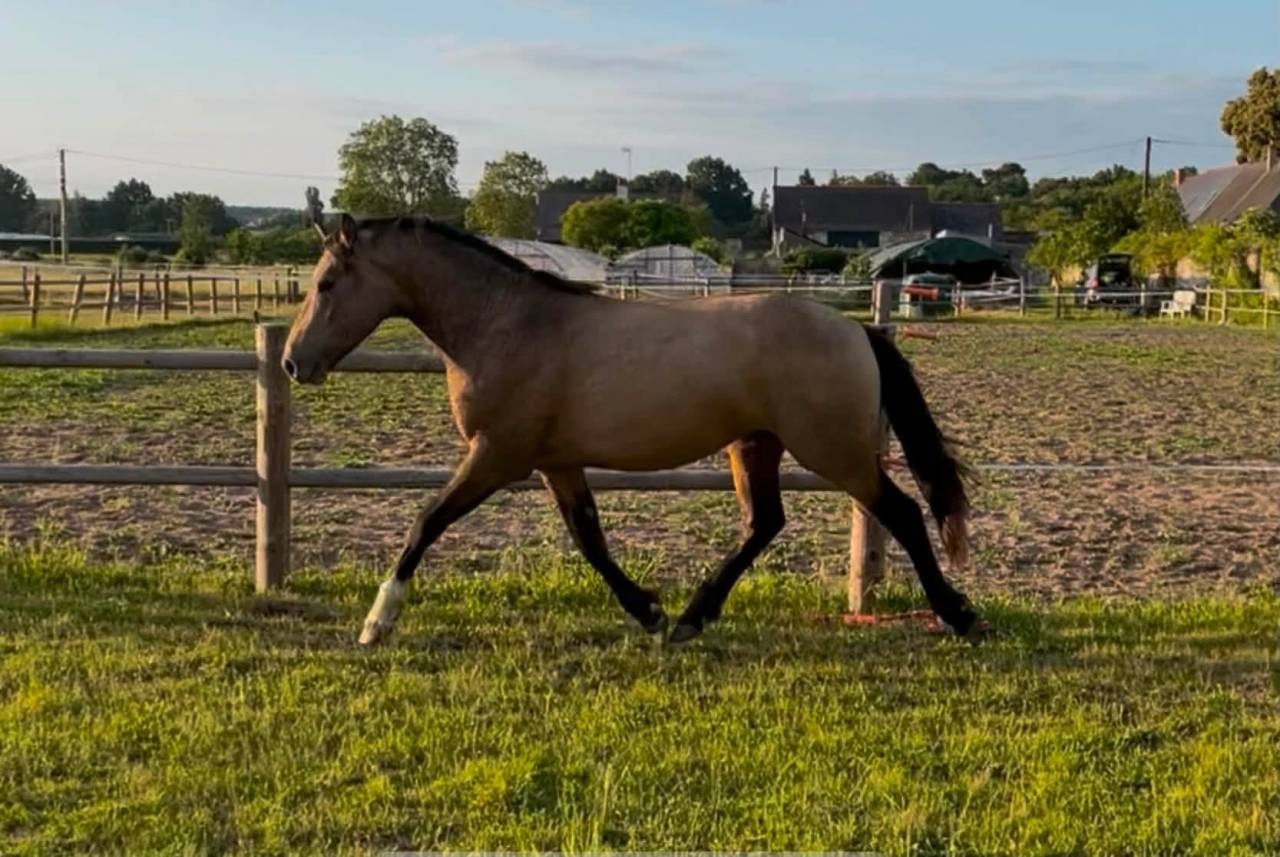 Entire French Saddle Pony For sale 2024 Buckskin