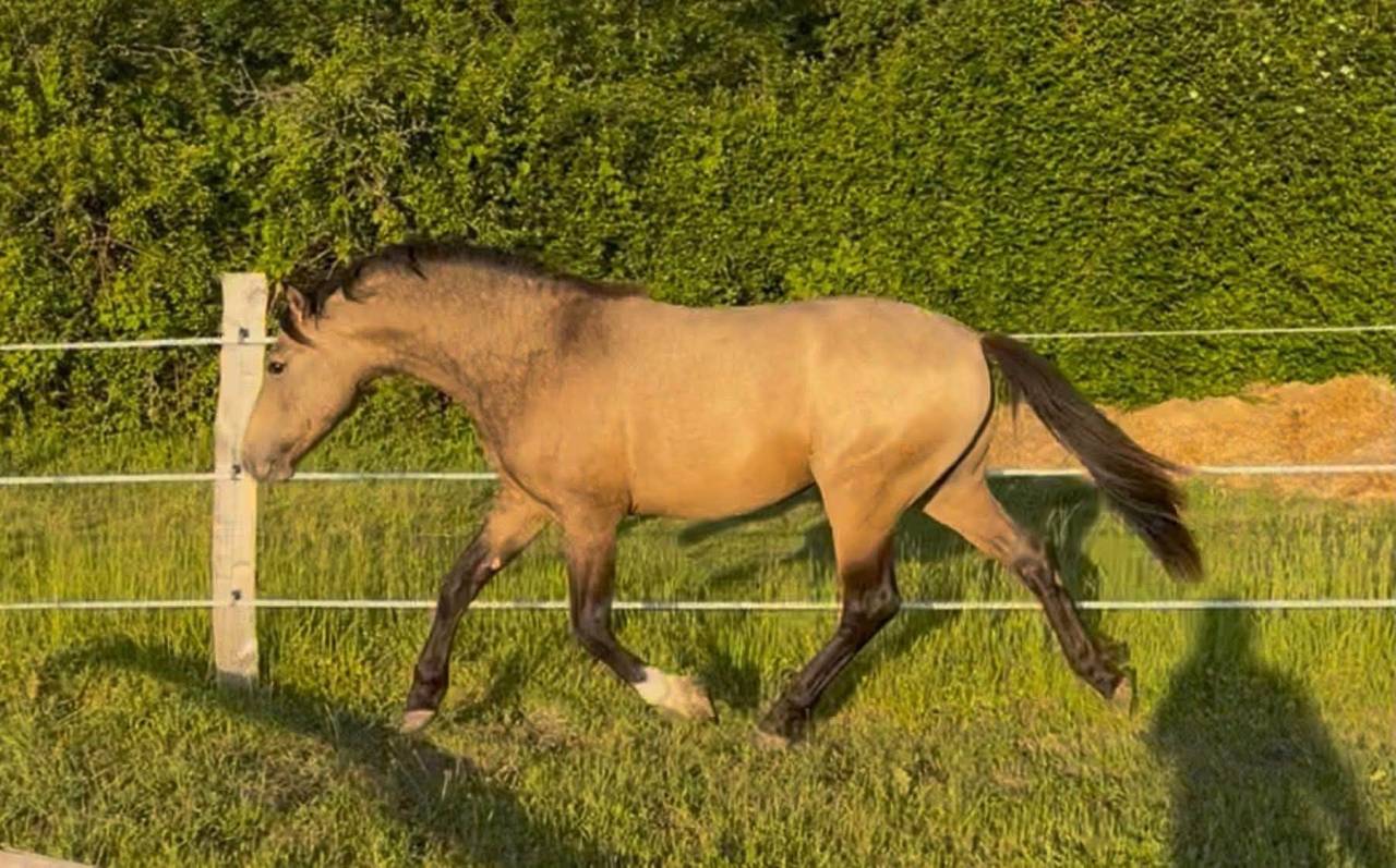 Entire French Saddle Pony For sale 2024 Buckskin