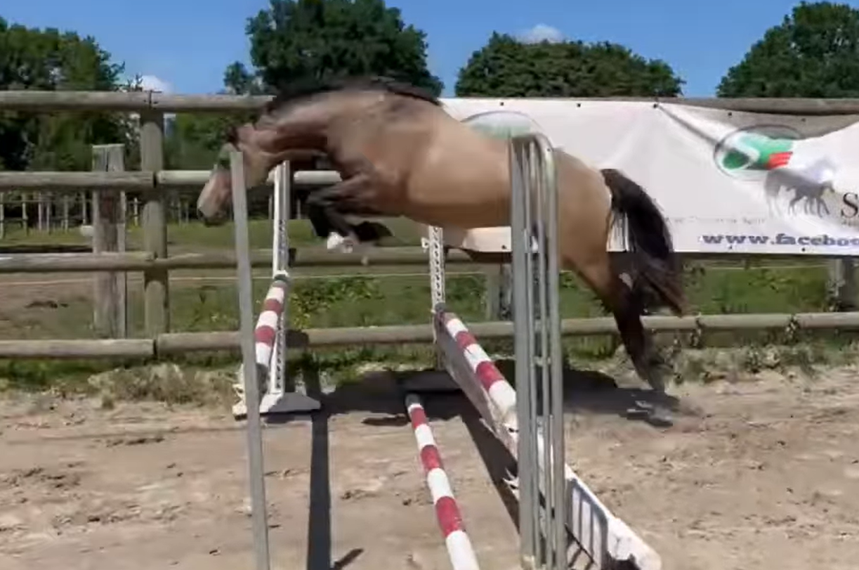 Entire French Saddle Pony For sale 2024 Buckskin