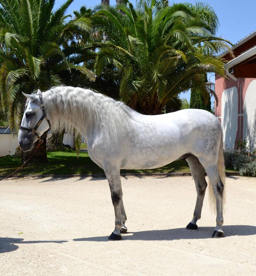 Gelding CDE Caballo Deporte Espanol For sale 2015 Grey