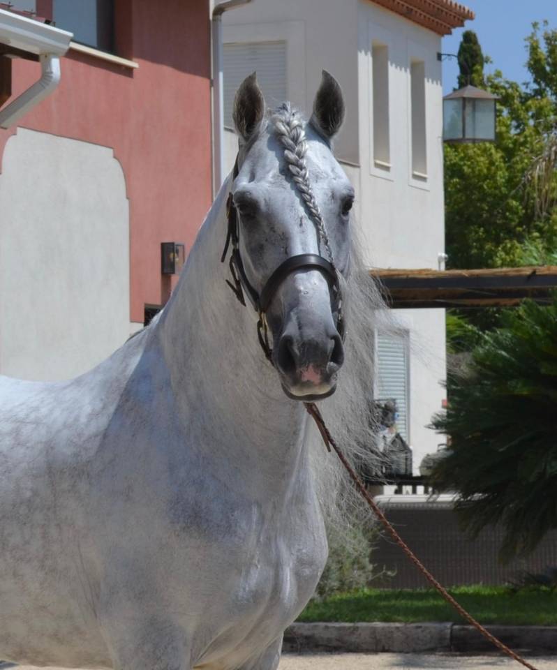 Gelding CDE Caballo Deporte Espanol For sale 2015 Grey