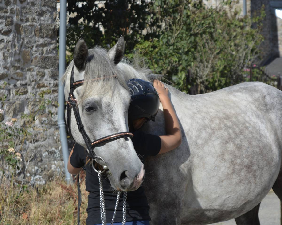 Gelding Connemara For sale 2021 Grey