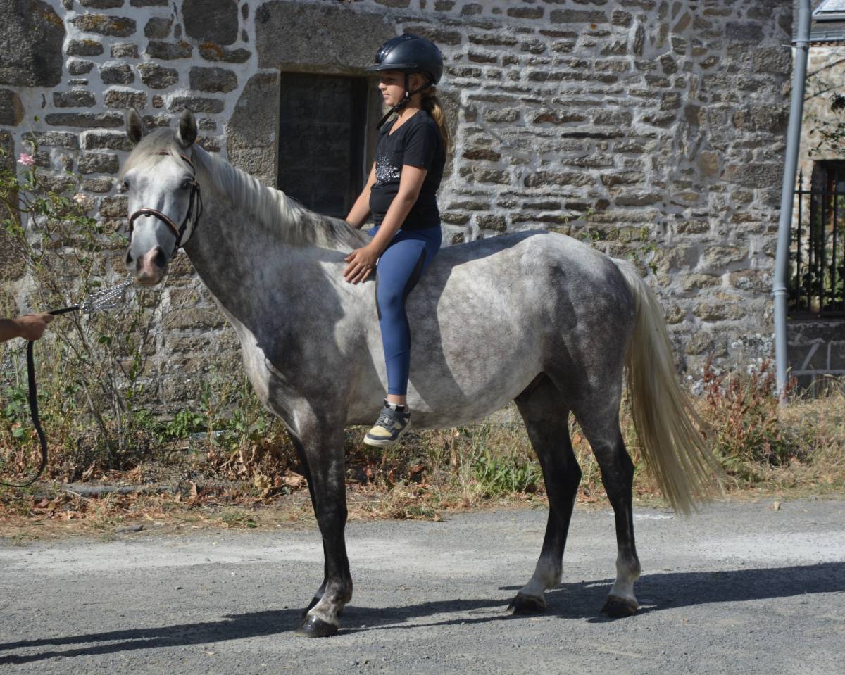 Gelding Connemara For sale 2021 Grey