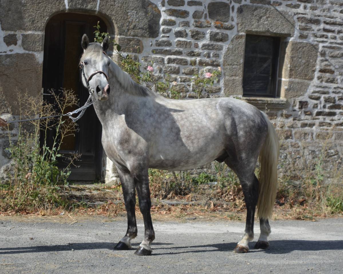 Gelding Connemara For sale 2021 Grey