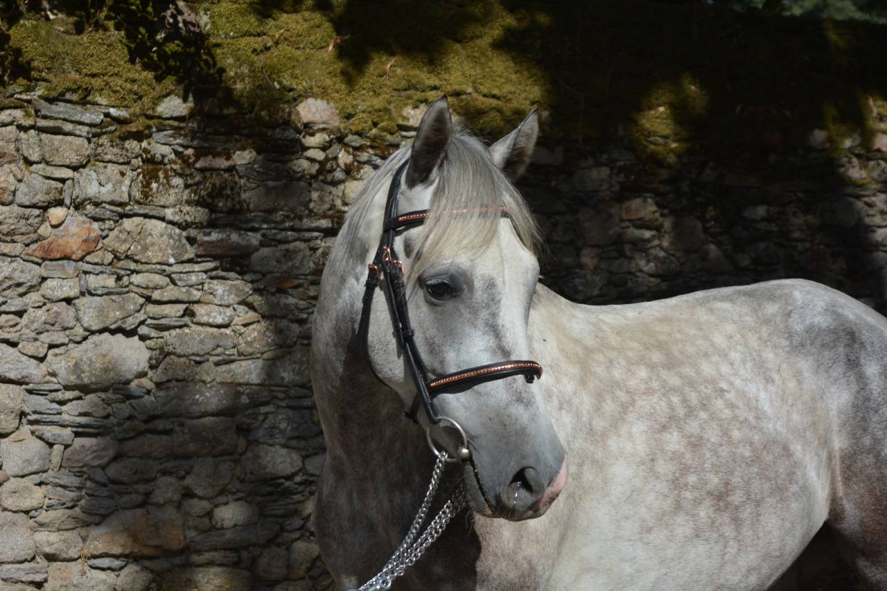 Gelding Connemara For sale 2021 Grey
