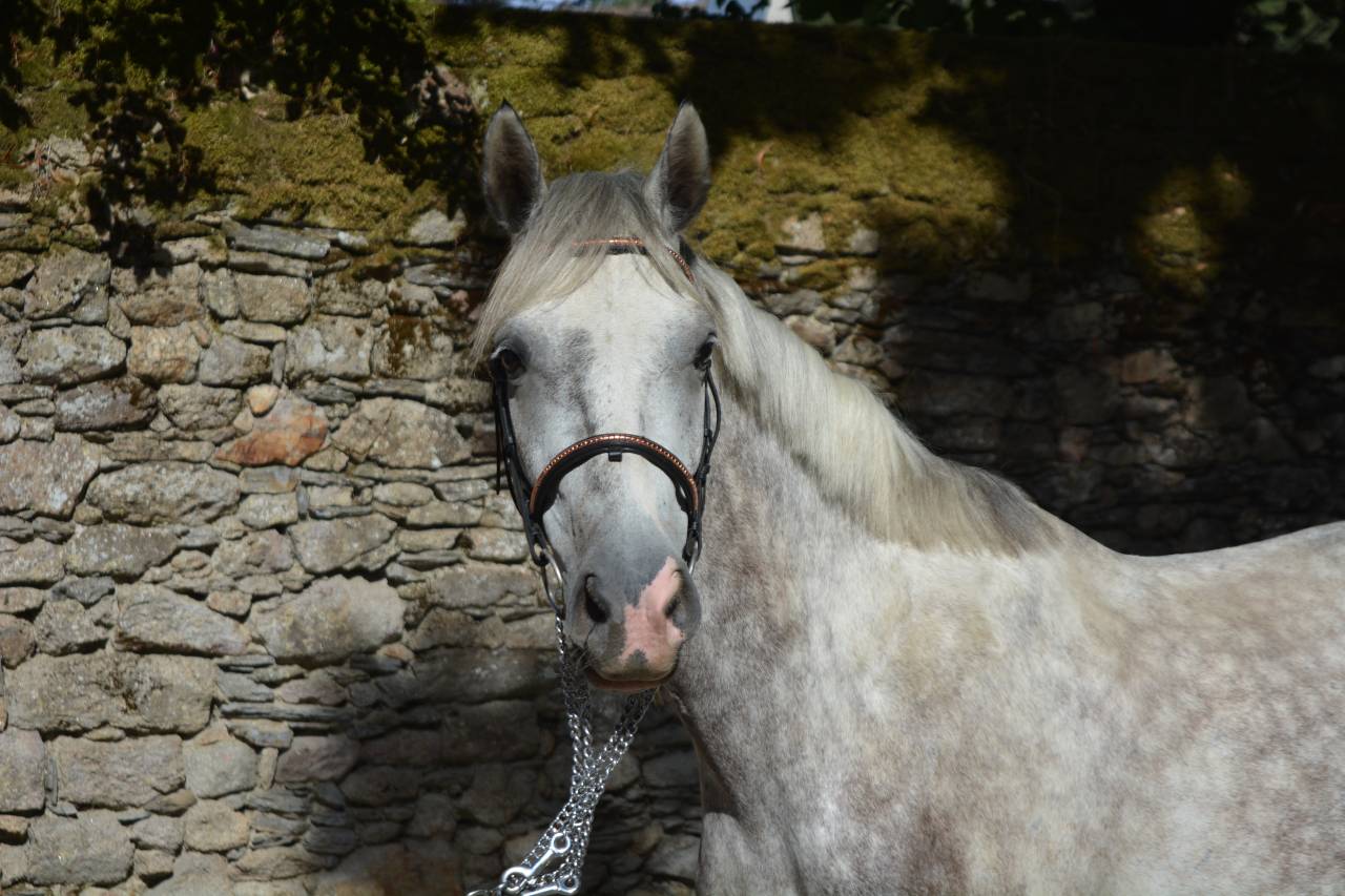 Gelding Connemara For sale 2021 Grey