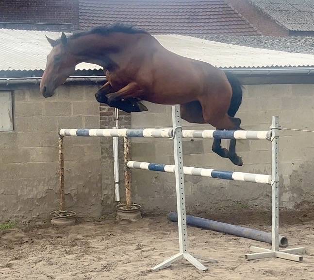 Mare BWP Belgian Warmblood For sale 2023 Bay