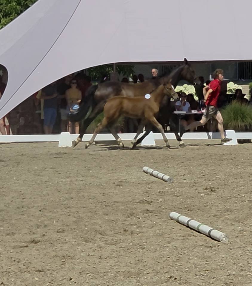 Colt BWP Belgian Warmblood For loan 2026 Bay