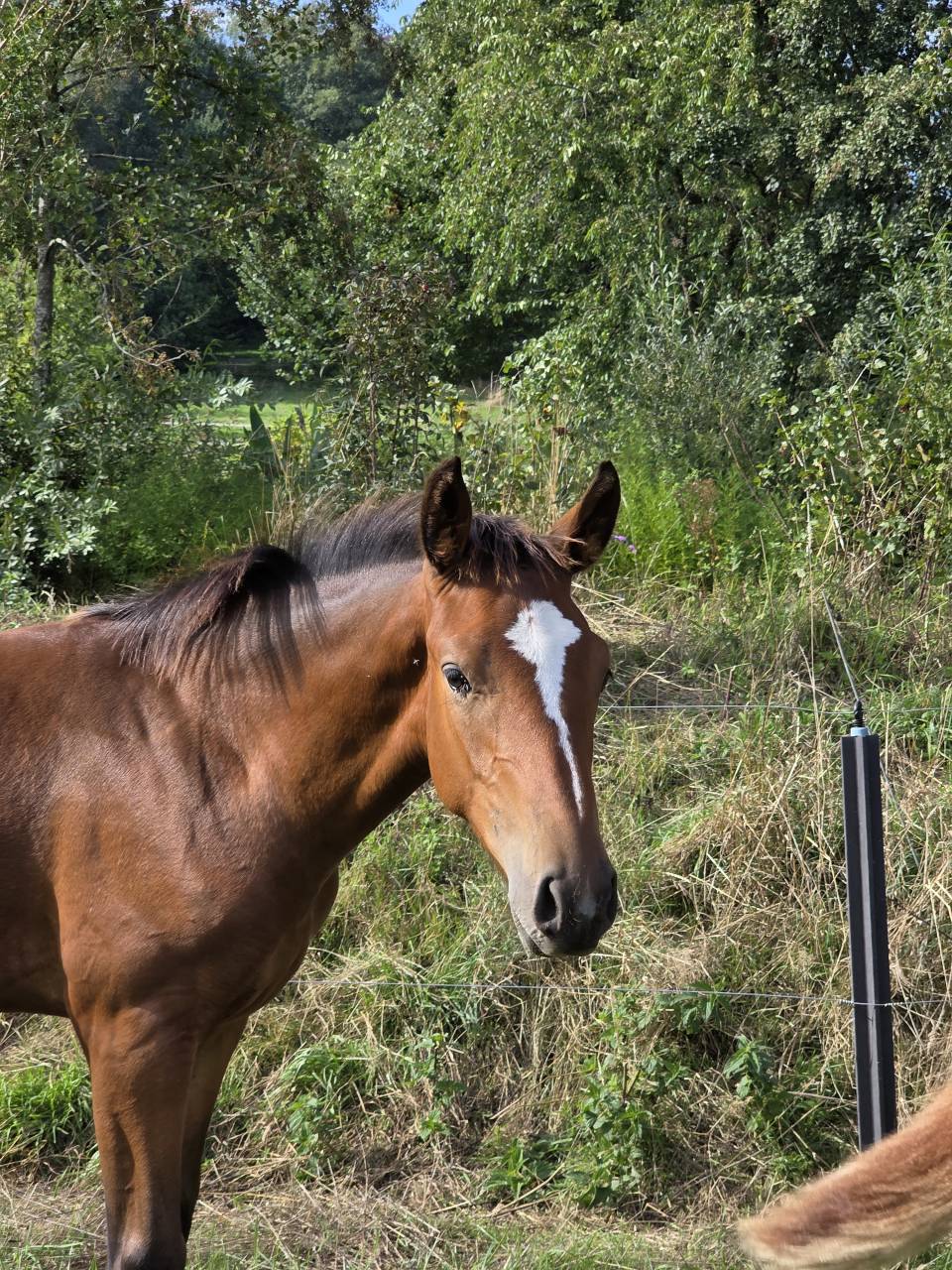 Colt BWP Belgian Warmblood For loan 2026 Bay