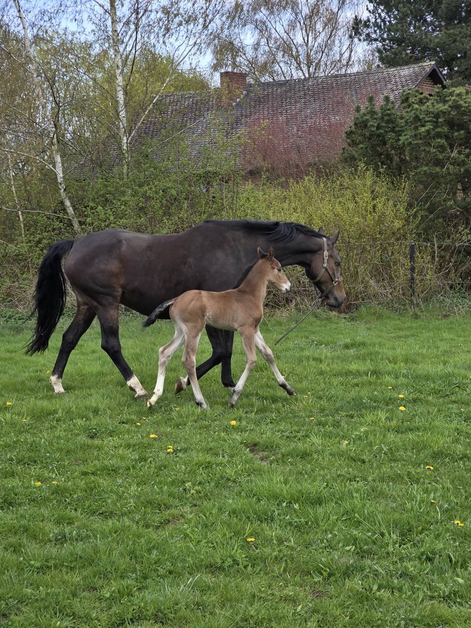 Colt BWP Belgian Warmblood For loan 2026 Bay