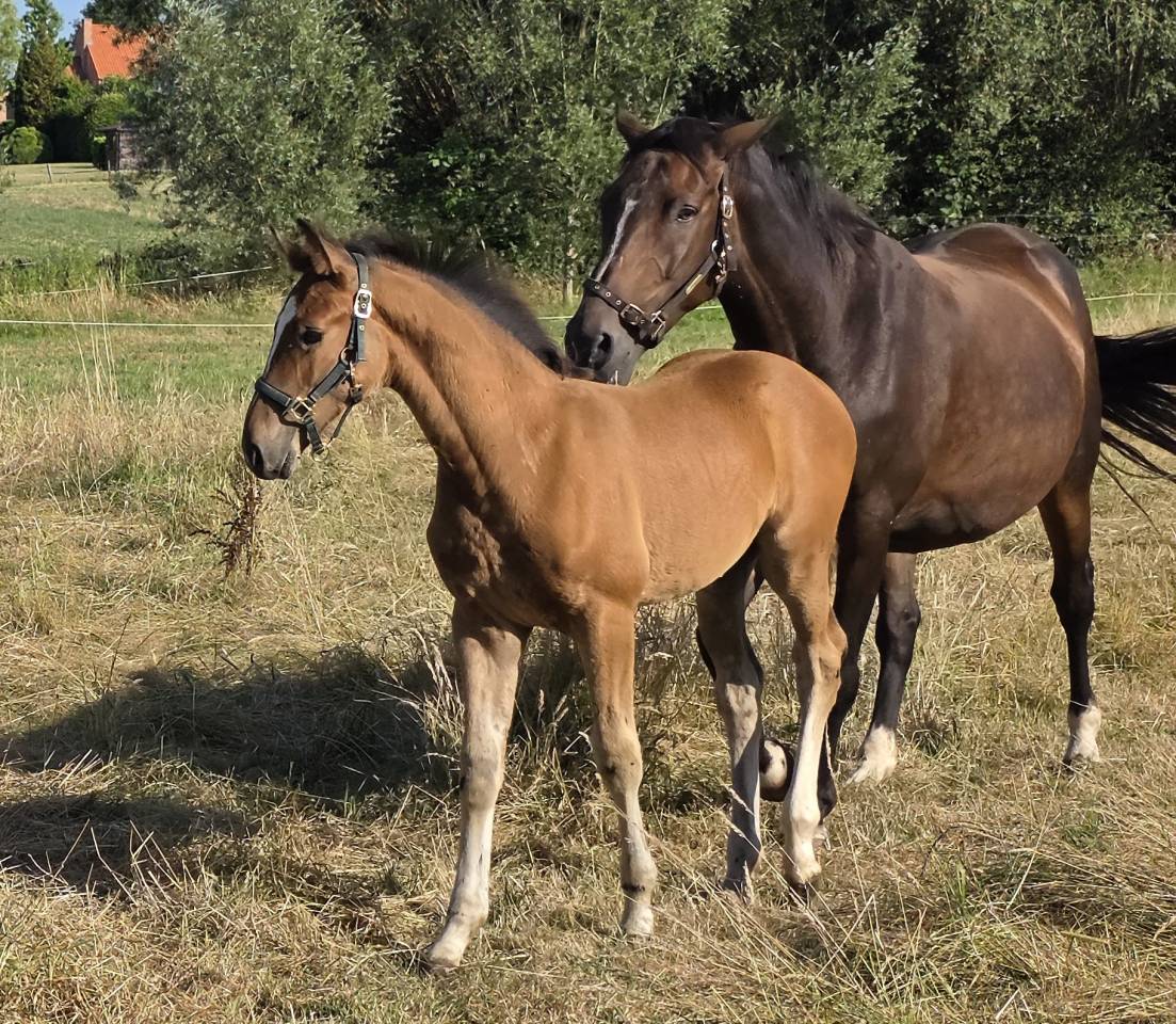 Colt BWP Belgian Warmblood For loan 2026 Bay