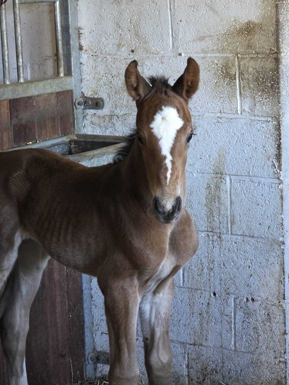 Colt BWP Belgian Warmblood For loan 2026 Bay