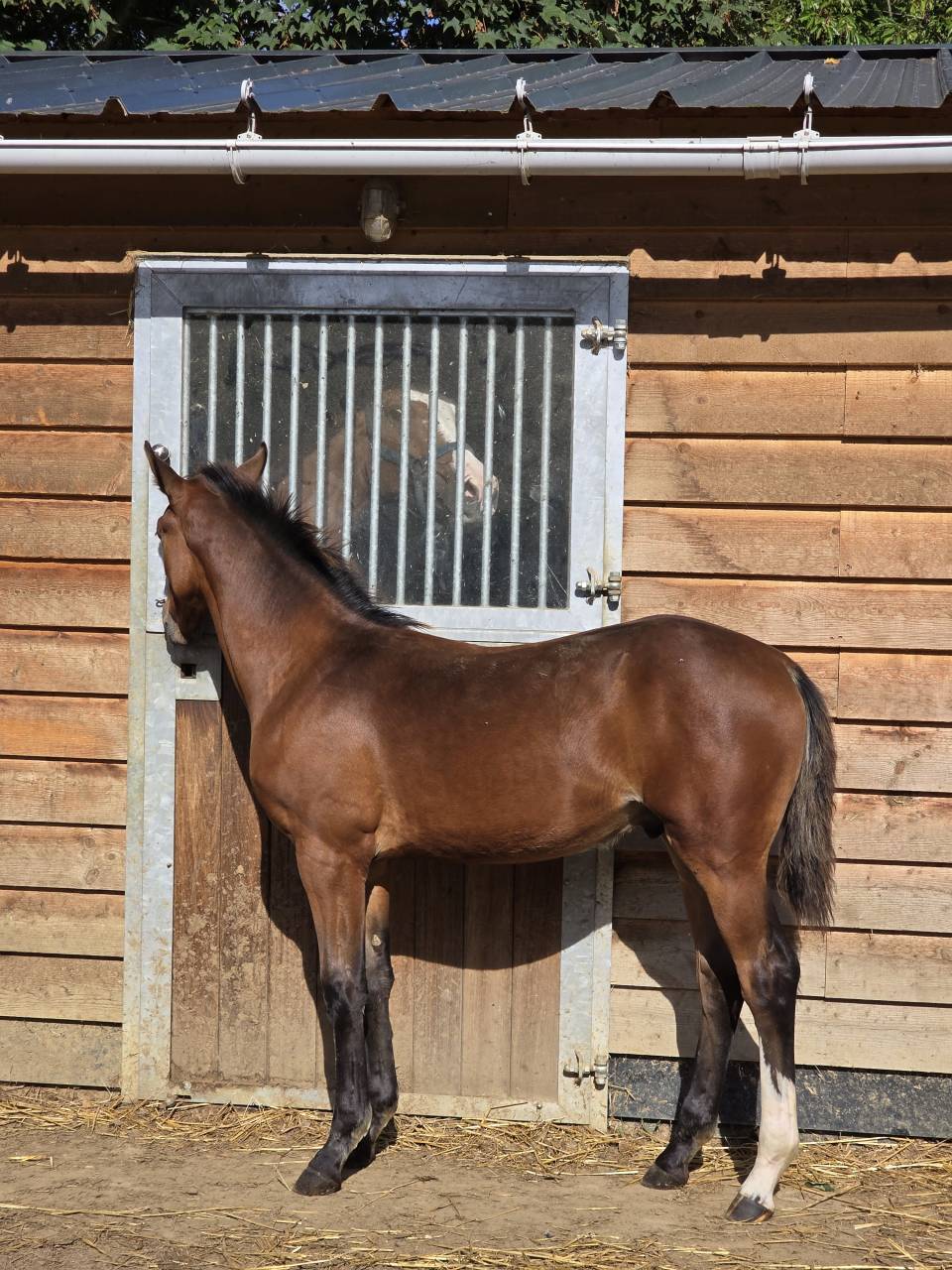 Colt BWP Belgian Warmblood For loan 2026 Bay