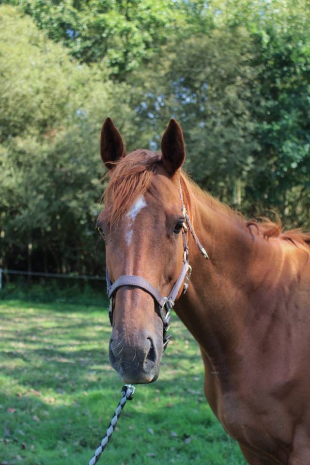Mare English Thoroughbred For sale 2011 Chesnut