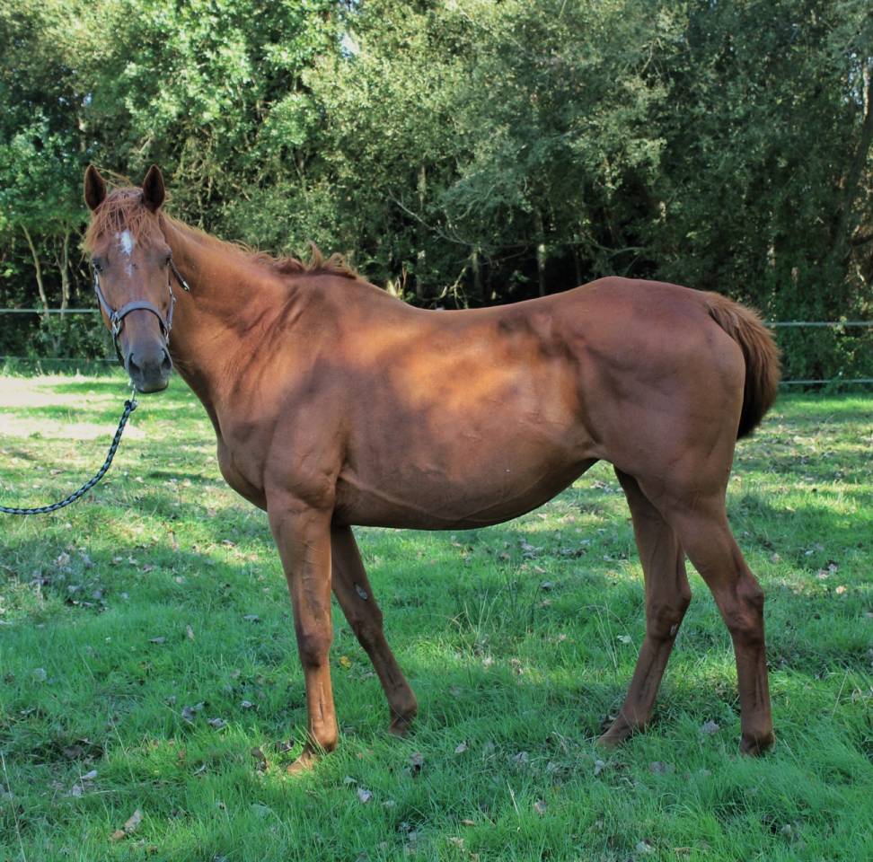 Mare English Thoroughbred For sale 2011 Chesnut