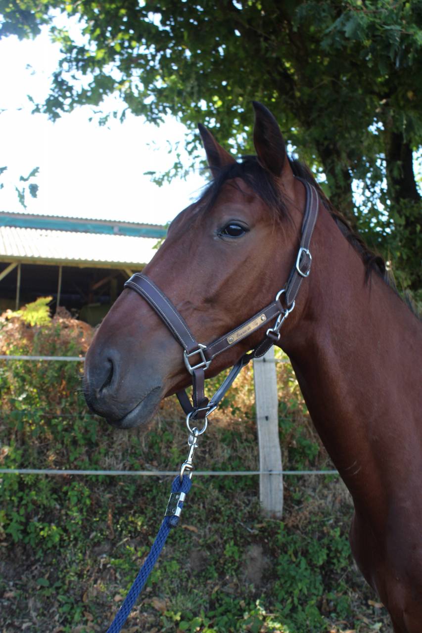 Gelding French Trotter For sale 2023 Bay