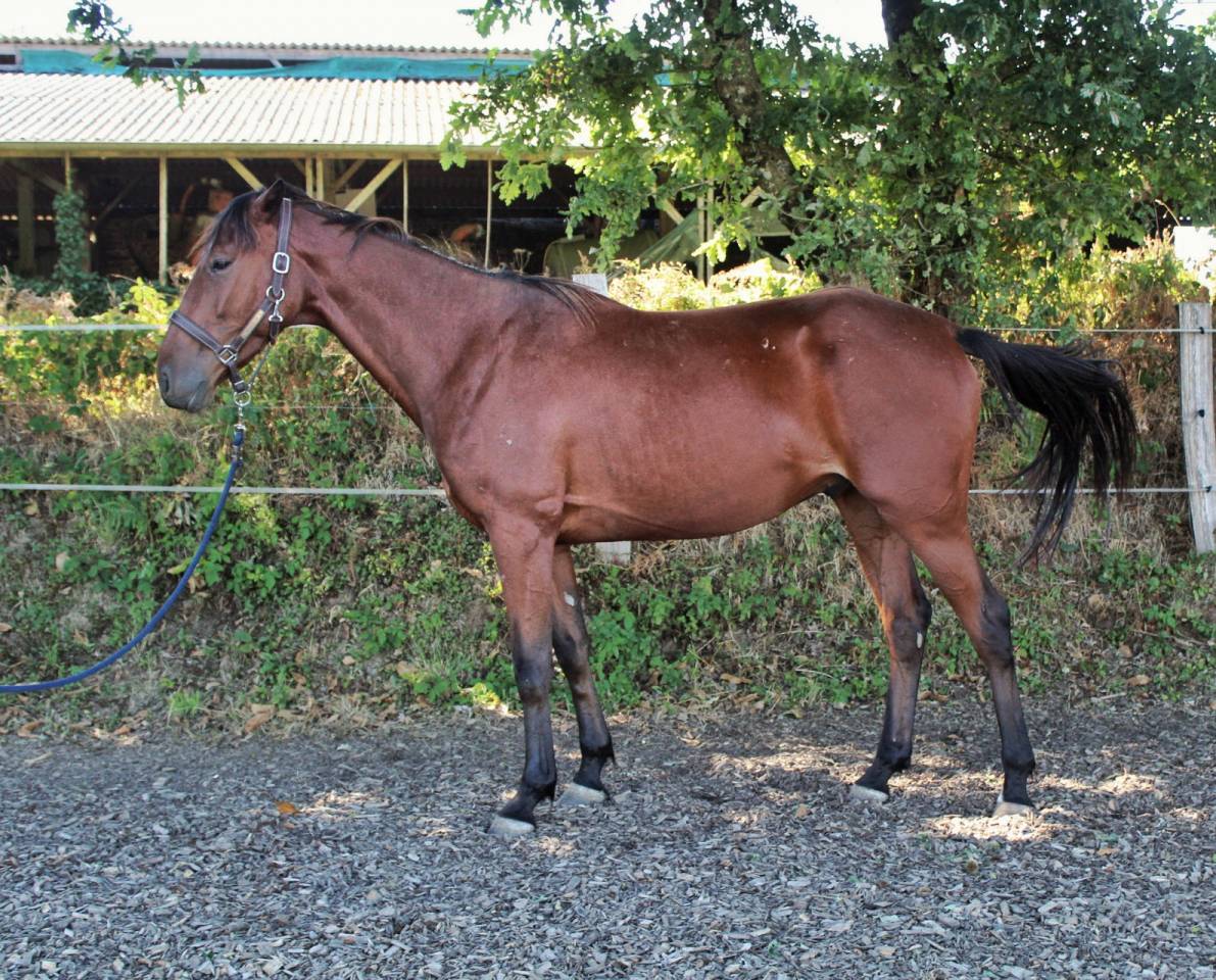 Gelding French Trotter For sale 2023 Bay