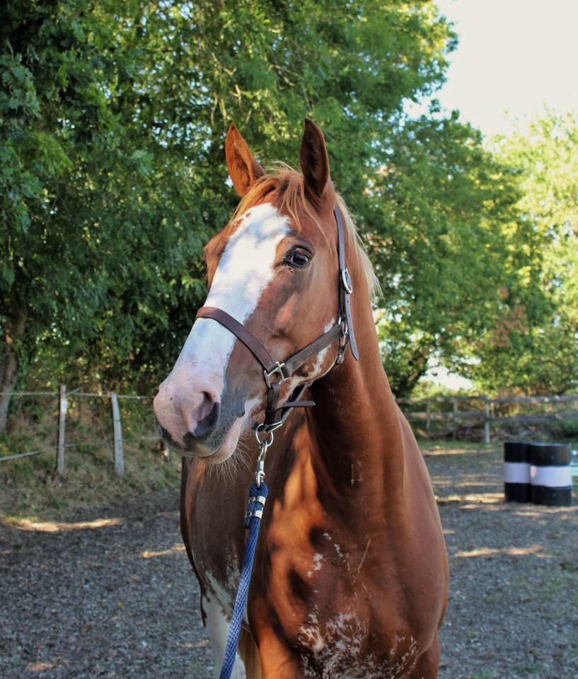 Gelding Welsh Part Bred For sale 2020 Overo