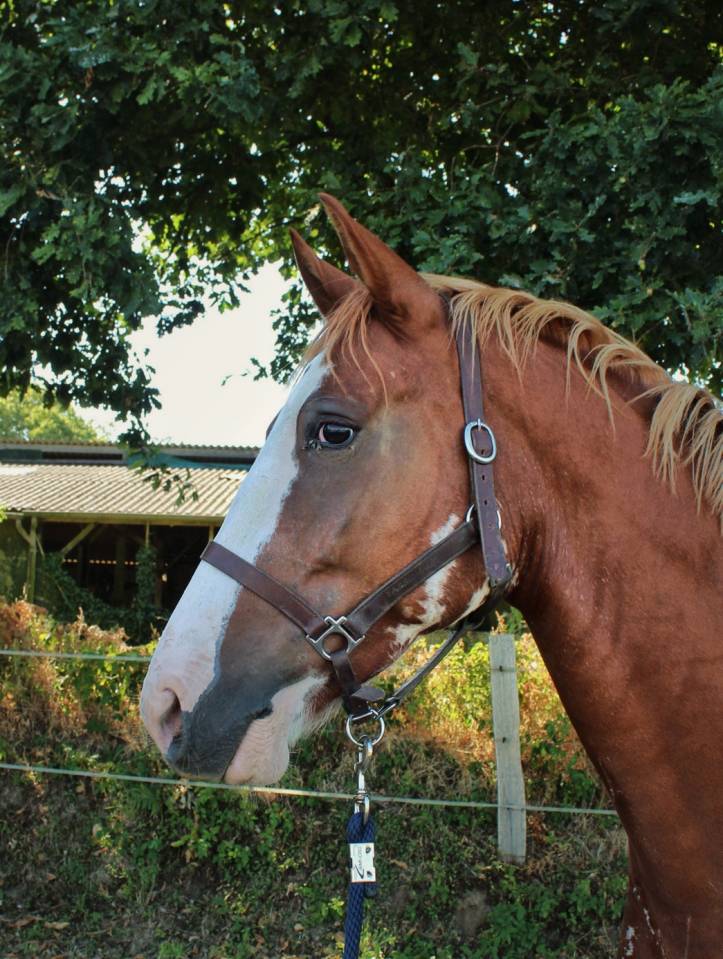Gelding Welsh Part Bred For sale 2020 Overo