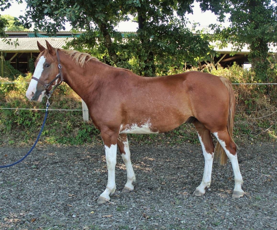Gelding Welsh Part Bred For sale 2020 Overo