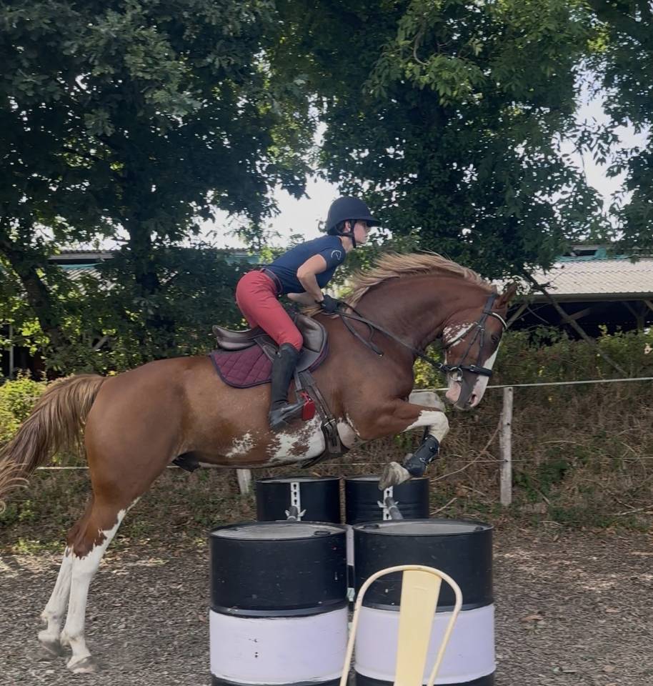 Gelding Welsh Part Bred For sale 2020 Overo