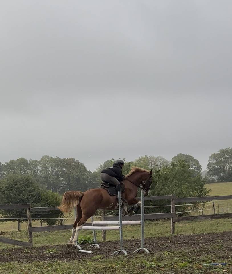 Gelding Welsh Part Bred For sale 2020 Overo