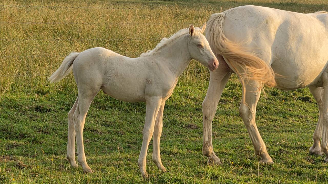 Filly Arabian Half Blood For sale 2026 Cremello