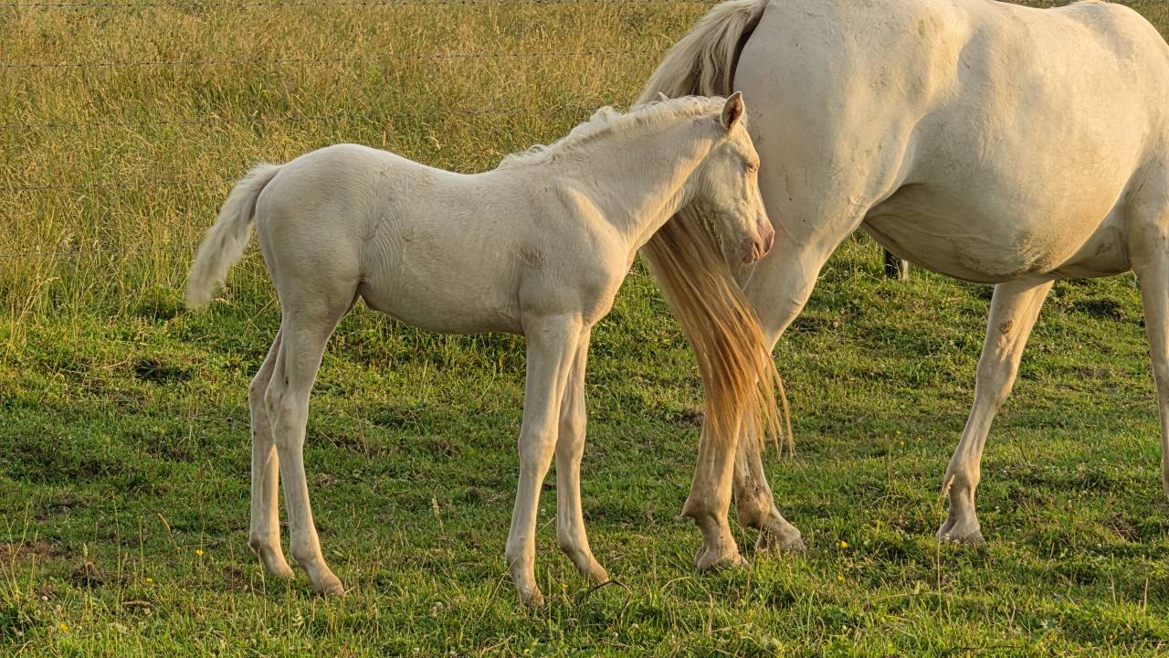Filly Arabian Half Blood For sale 2026 Cremello