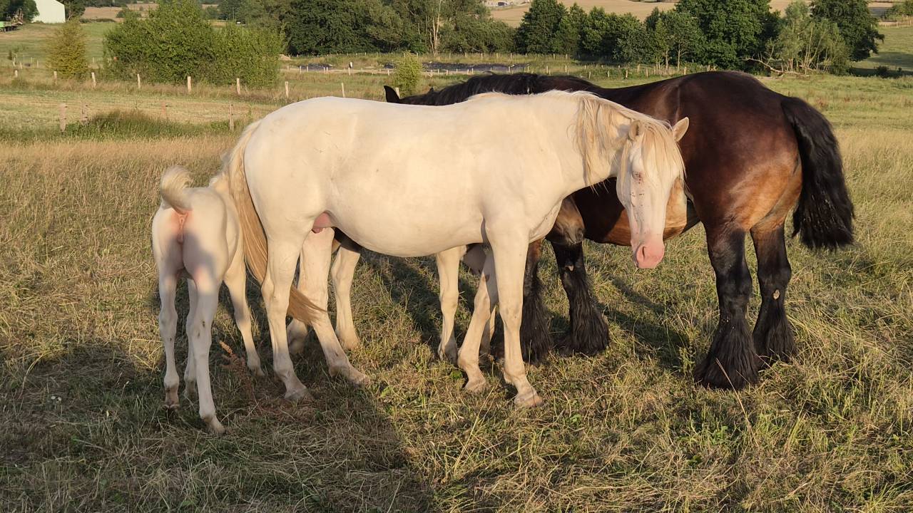 Filly Arabian Half Blood For sale 2026 Cremello