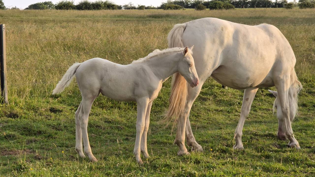 Filly Arabian Half Blood For sale 2026 Cremello