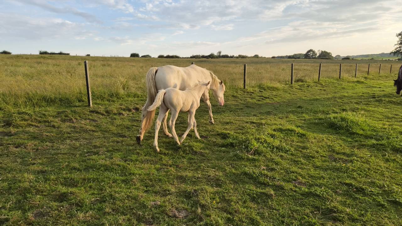 Filly Arabian Half Blood For sale 2026 Cremello