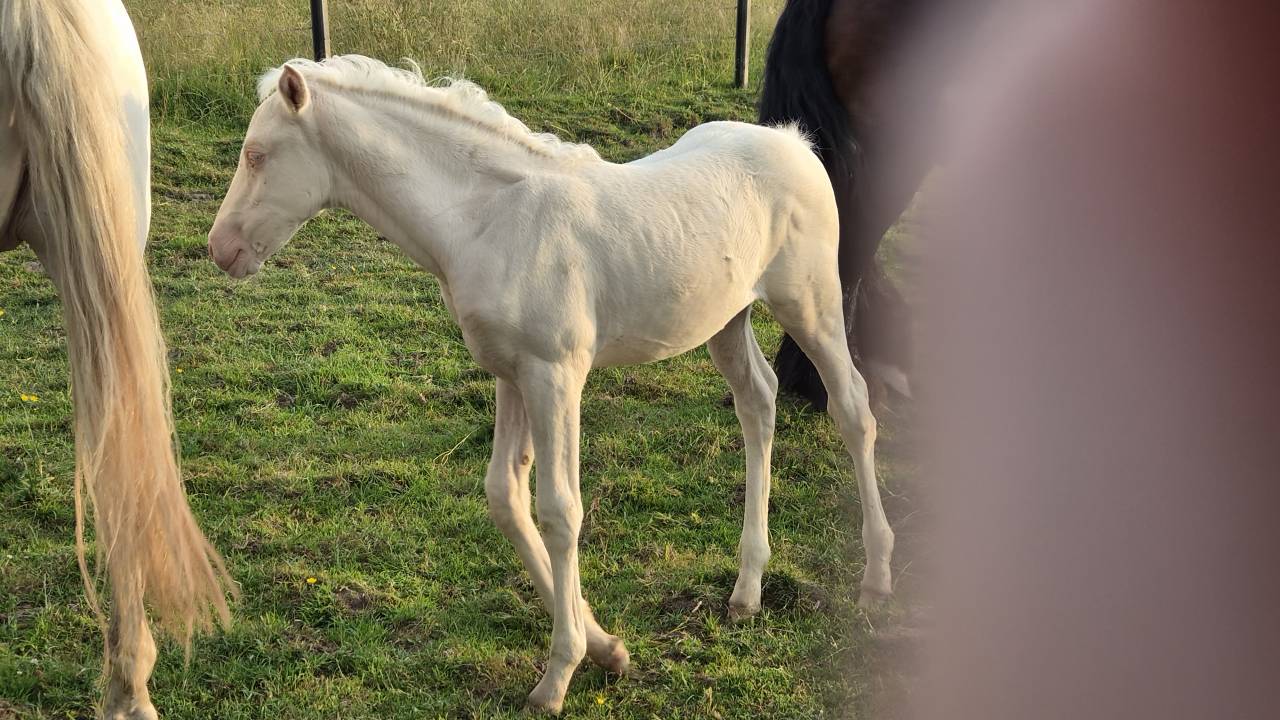 Filly Arabian Half Blood For sale 2026 Cremello