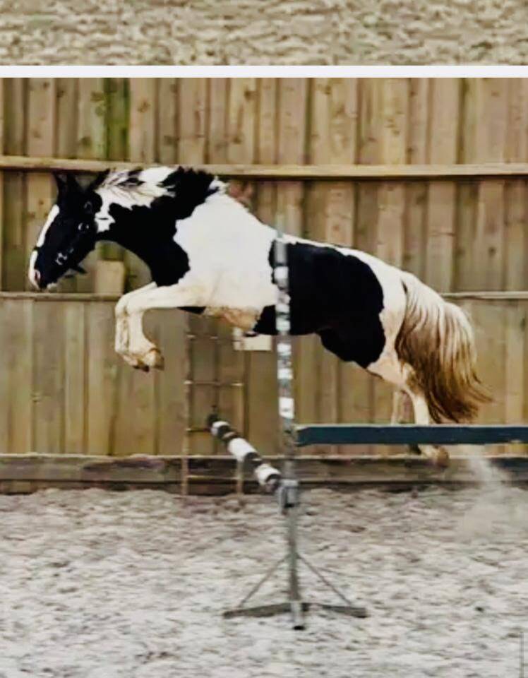 Gelding No Origin Recorded For sale 2023 Coloured
