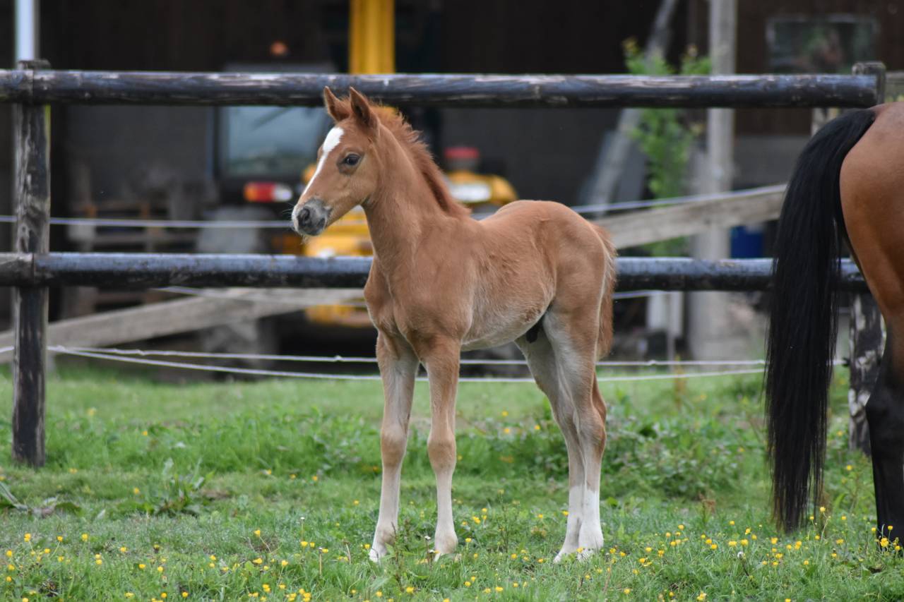 Colt French Saddle Pony For sale 2026 Chesnut