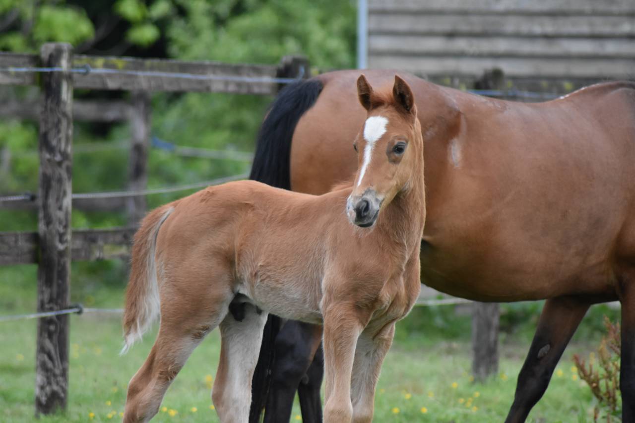 Colt French Saddle Pony For sale 2026 Chesnut