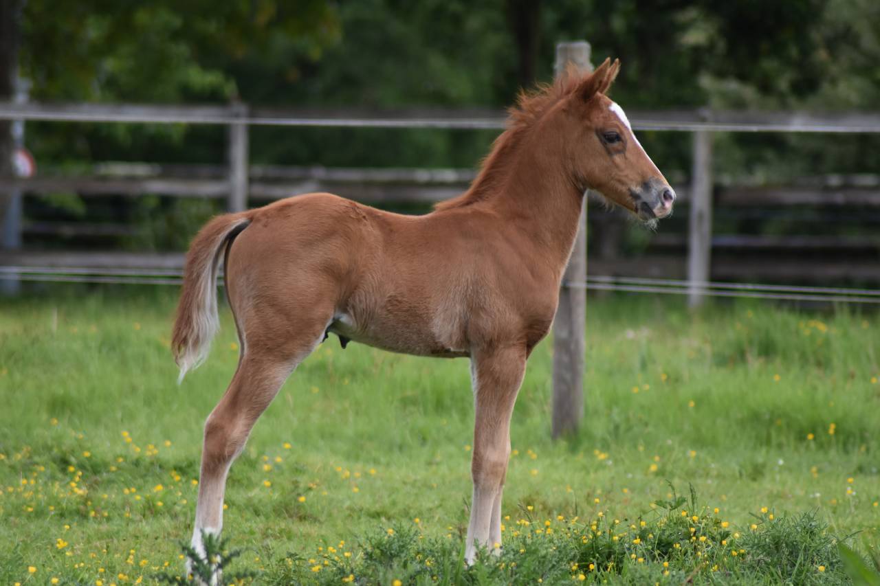 Colt French Saddle Pony For sale 2026 Chesnut